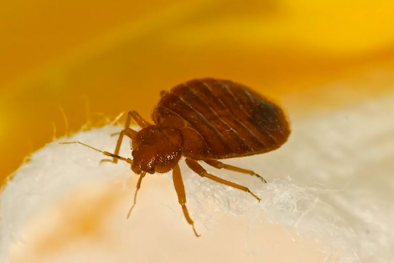 В России появились тропические постельные клопы