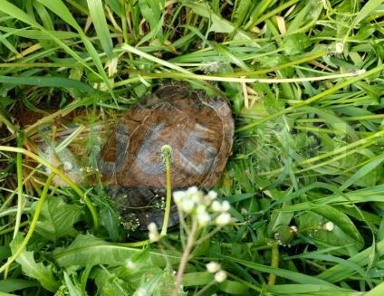 Жители Каменска-Уральского обнаружили в городе красноухую черепаху | Жители уральского города обнаружили в городе красноухую черепаху