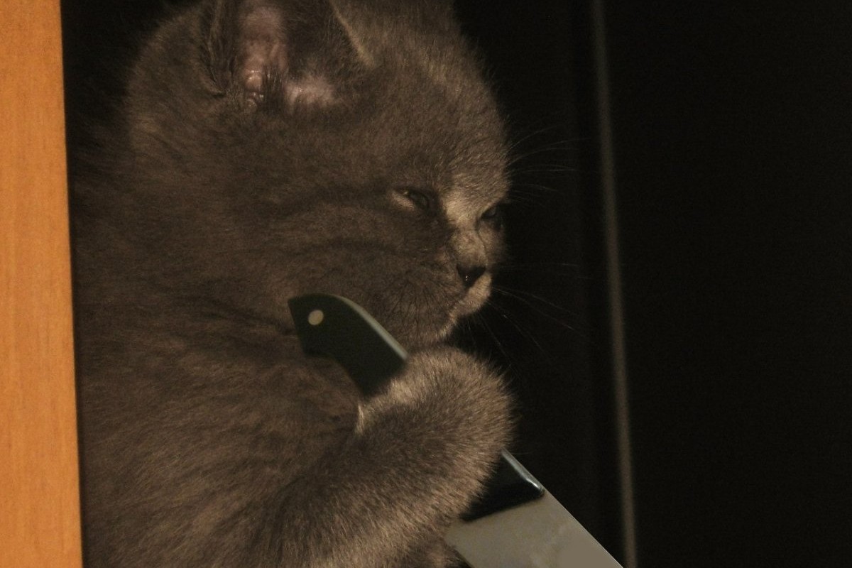 Зоопсихолог объяснил, почему все коты – «психопаты»