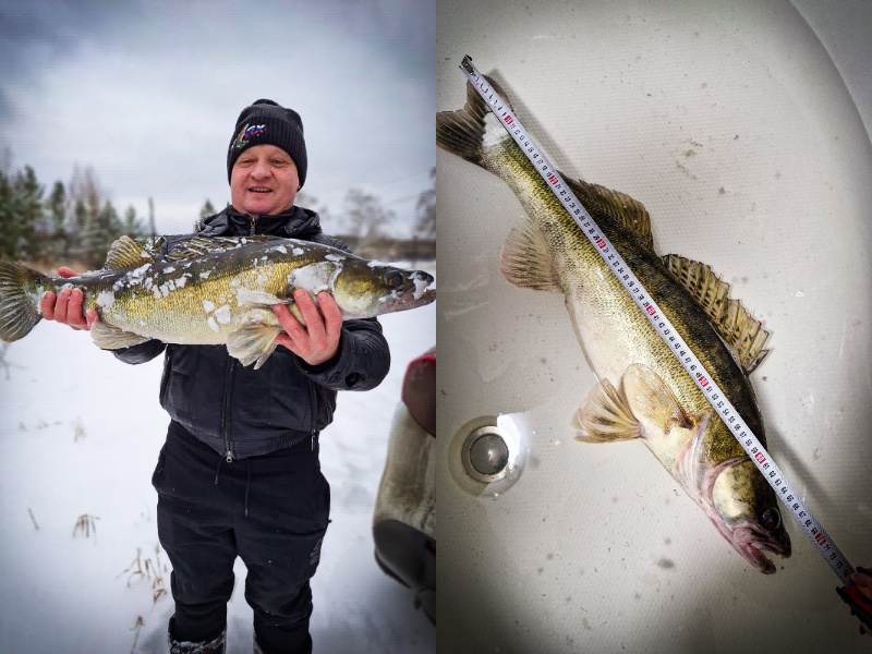 «Самый крупный клыкастик»: житель Каменска-Уральского поймал 4-килограммового судака | Свердловчанин поймал 4-килограммового судака на реке Исеть «Самый крупный клыкастик»: житель Каменска-Уральского поймал 4-килограммового судака | Свердловчанин поймал 4-килограммового судака на реке Исеть