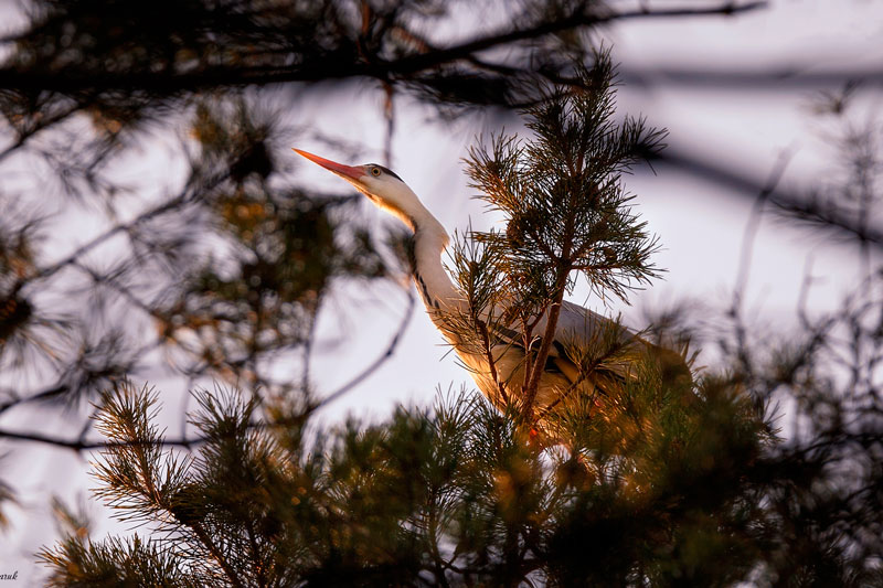 «Вроде собака лает, а на самом деле птица». Редкого обитателя леса под Каменском-Уральским посчастливилось запечатлеть местному фотографу