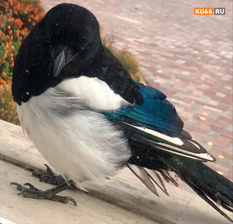 «Рвется в тепло, не боится рук». Судьбой домашней сороки, оказавшейся на лодочной станции, обеспокоены жители Каменска-Уральского...