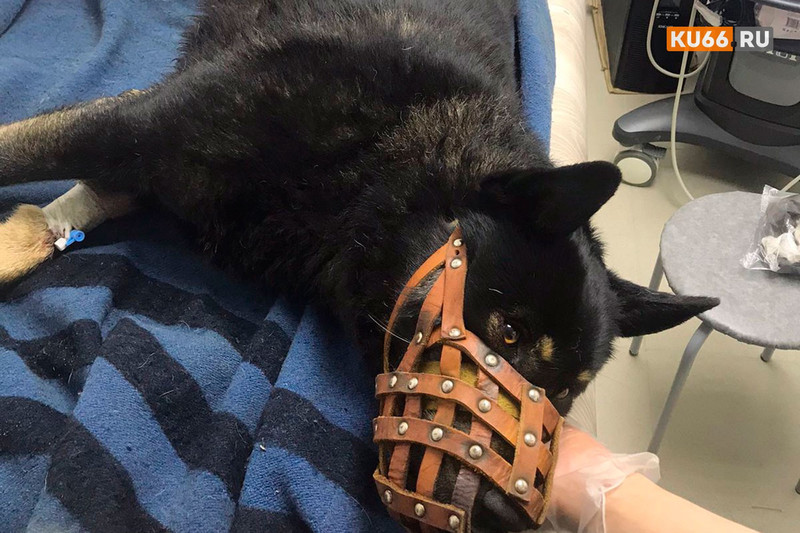 За несколько часов до нового года в Каменске-Уральском неизвестный на ВАЗе сбил собаку. Рассказываем, как ее согревали и выхаживали