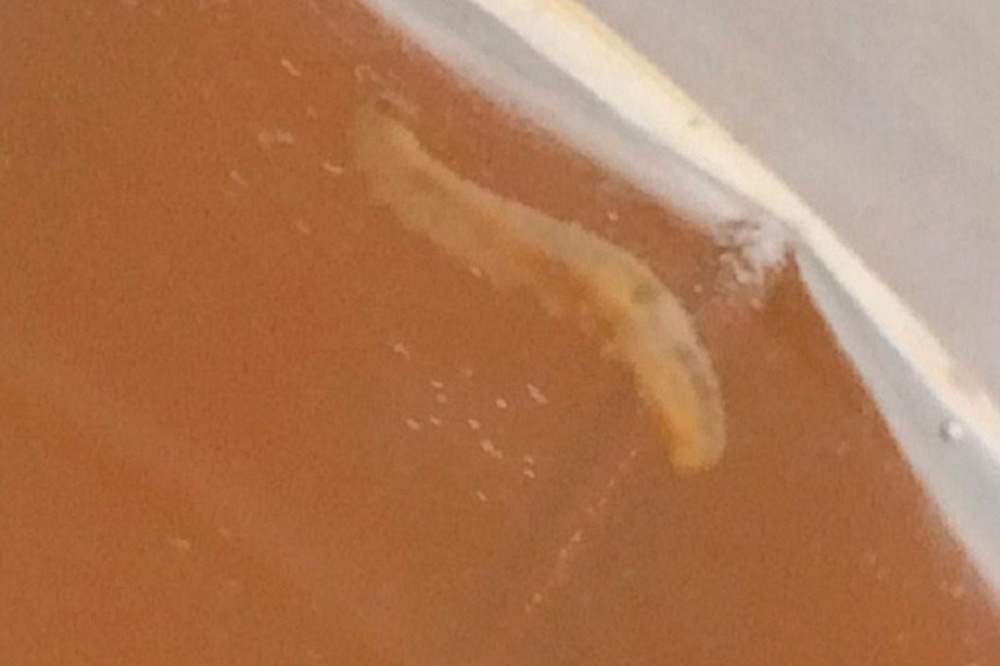 В компоте, который подали детям в школьной столовой в Каменске, плавали черви. Родители разделились на тех, кто рад, и тех, кто возмущен