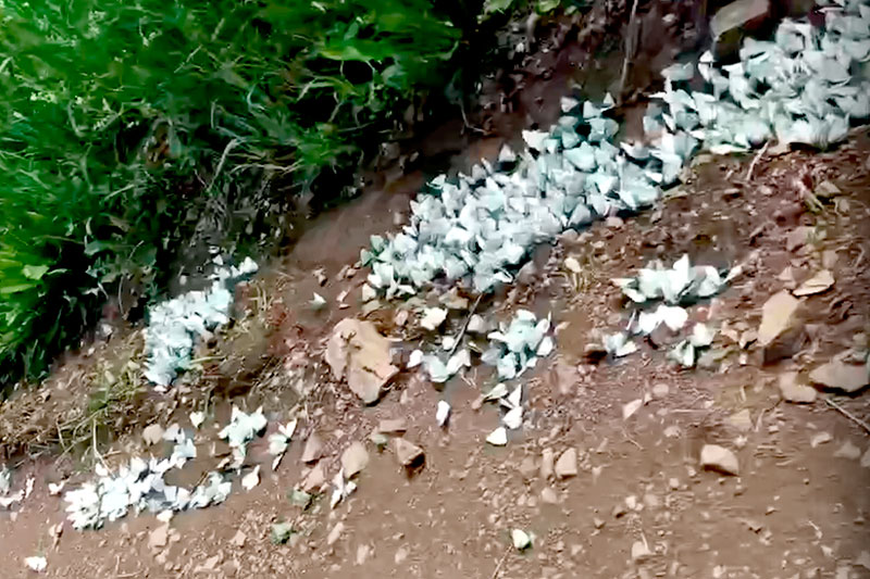 Почти на месяц позже. Дороги под Каменском-Уральским усыпаны бабочками капустницами