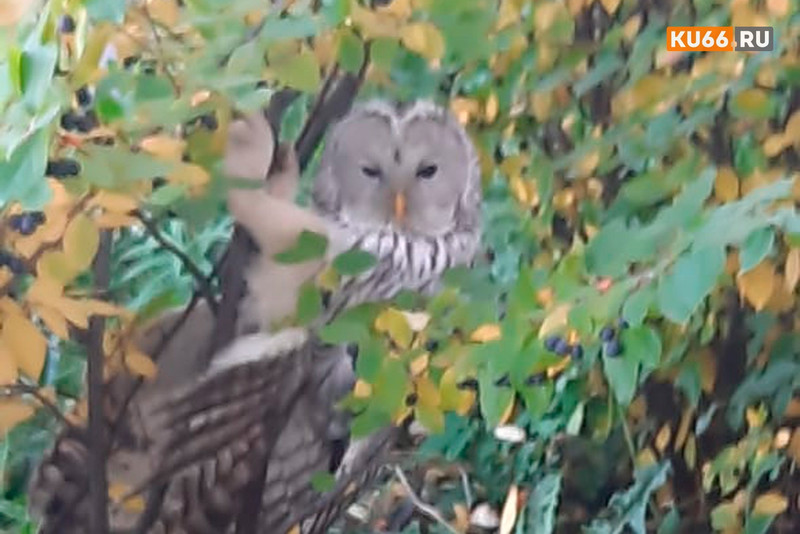 «Не долго позировала и вскоре пропала из вида». На балконе дома по ул. Парковая в Каменске-Уральском житель снял симпатичную сову