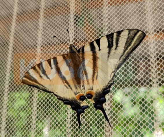 В Свердловской области обнаружили редкую краснокнижную бабочку | На Урале обнаружили редкую краснокнижную бабочку