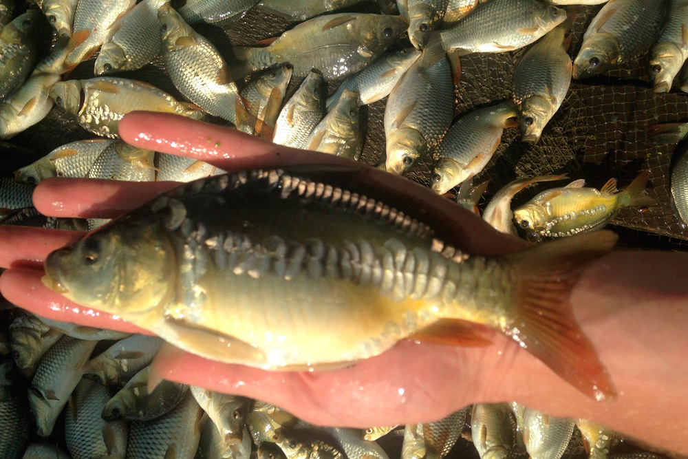 «Встаем пораньше, едем до озера и...»: рыбхоз под Каменском хочет получить от «Яндекса» миллионный грант на развитие бизнеса. Поддержите?