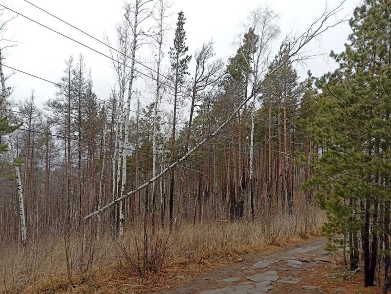 Сгореть заживо на прогулке? Под Екатеринбургом береза рухнула на ЛЭП у туристической тропы | Береза рухнула на ЛЭП в районе популярной туристической тропы на Урале
