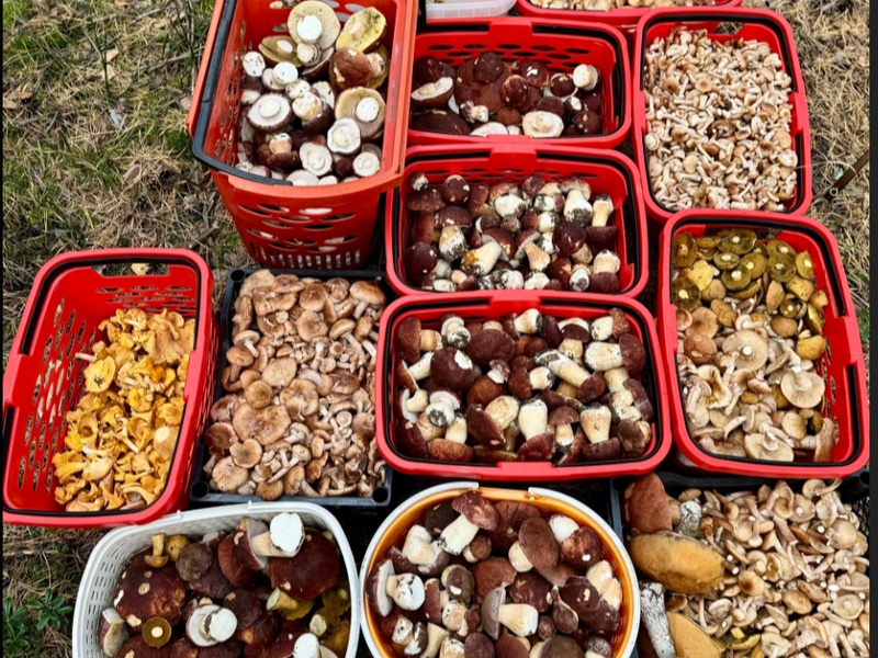 Сезон не закончен: свердловчанки нашли целые поля боровиков в лесах Свердловской области | Свердловчане продолжают собирать грибы — в лесах региона находят боровики и рыжики