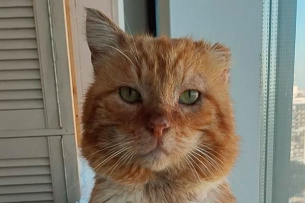 Настоящий Хатико: кот, который не покинул хозяина даже после смерти | Кота Хатико, верного своему хозяину, похоронили на его могиле в Дагестане