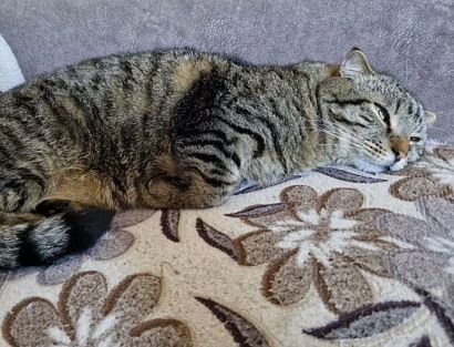 В Свердловской области продаётся кот-блогер за 1 млн рублей | На Урале продаётся кот-блогер за 1 млн рублей