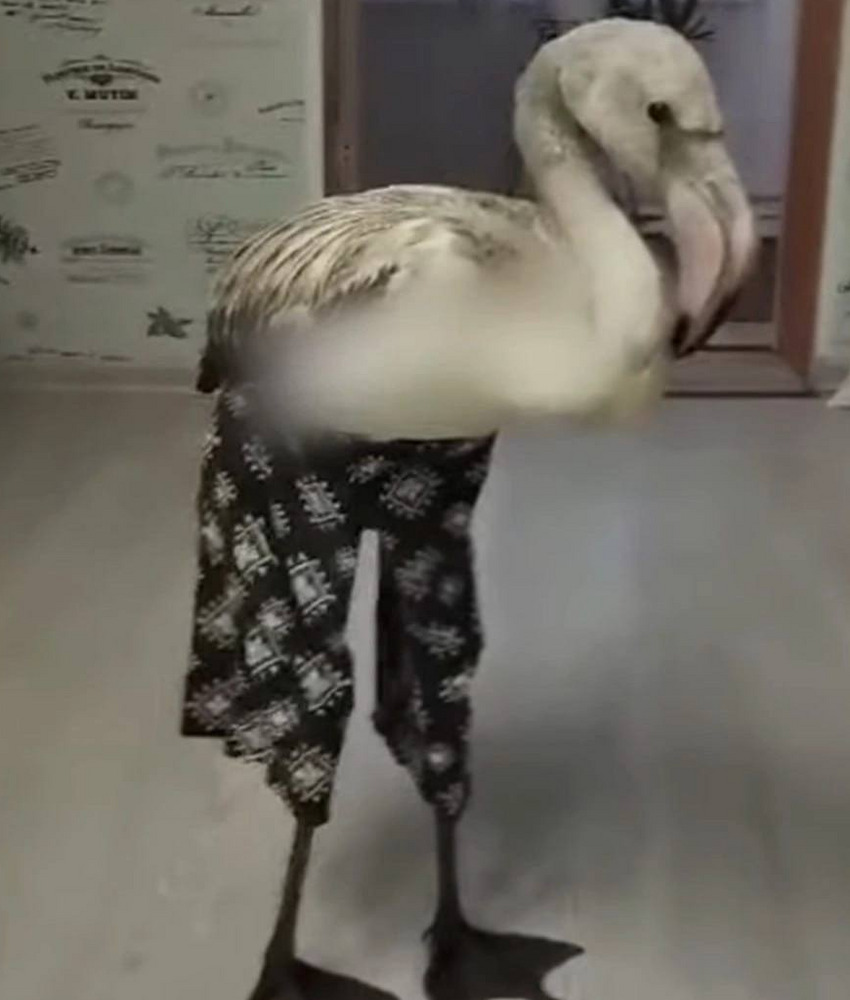 Милота дня: знаменитого фламинго в штанишках привезли в екатеринбургский зоопарк | Розового фламинго в штанишках привезли в Екатеринбург из ХМАО