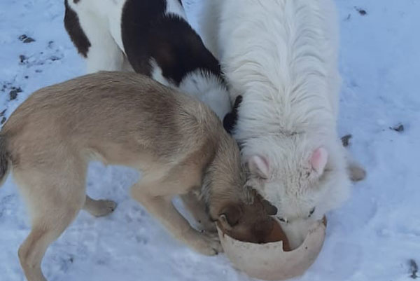 «Достали выть по ночам». Жители поселка Хозспособ в Каменске-Уральском подкармливают голодных собак из передержки. ВИДЕО