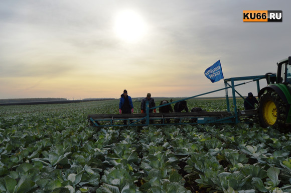 Студенты Каменск-Уральского агропромышленного техникума приняли участие в масштабной уборке капусты в Белоярском районе