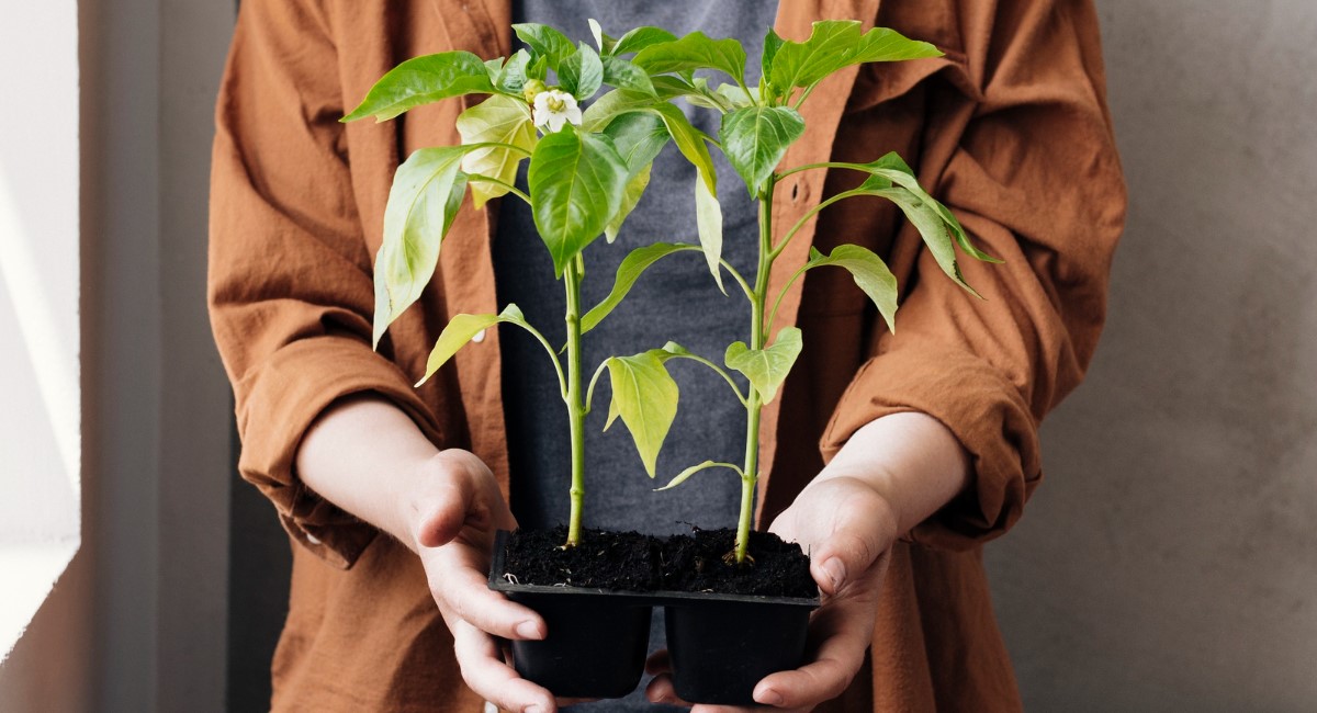 Поливаю рассаду не простой водой, а питательной, чтобы росла крепкоствольной — состав раствора