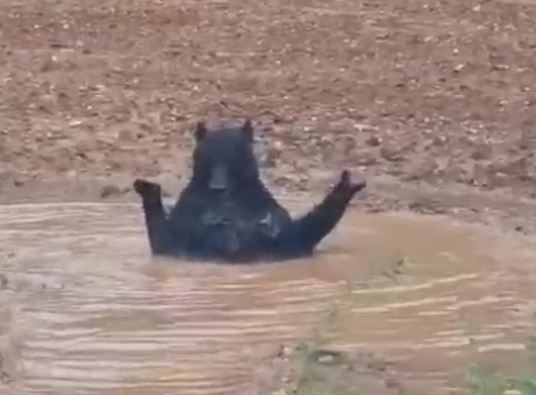 Свердловчане встретили медведя, который принимал грязевые ванны у дороги. Видео | Уральцы нашли медведя, который принимал грязевые ванны у дороги