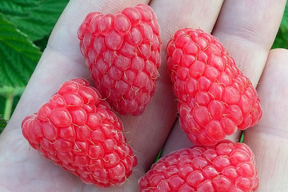 Садово-огородный сезон уже не за горами: жителям Каменска-Уральского предлагают приобрести супер-урожайную смородину и десертную малину!