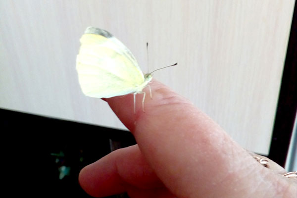 На Урале зимой в квартиру залетела бабочка