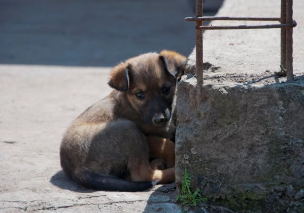 8 миллионов «черных» заводчиков в России: кто травит нам жизнь больными псами за 300 тысяч | В России насчитали более 8 млн нелегальных заводчиков животных