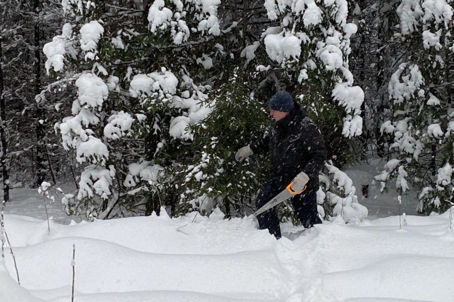 Как легально взять ель в лесу на Урале: правила и цены 2025 года | Новогоднюю ель на Урале можно заготовить с 16 декабря