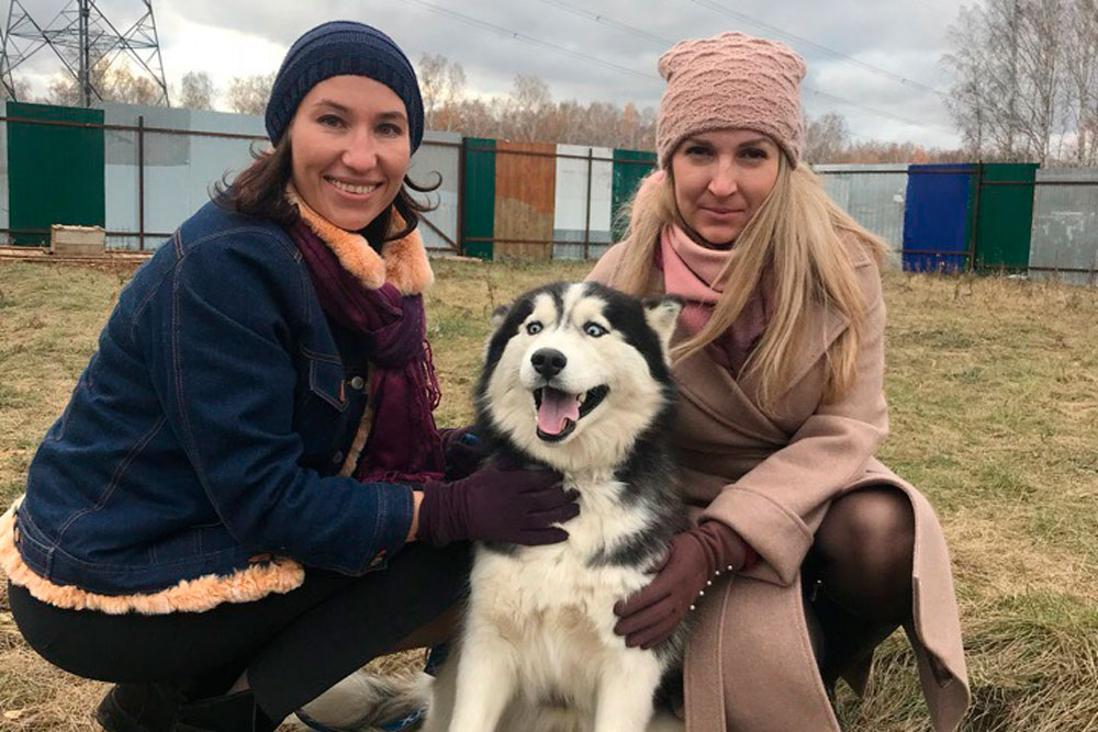 В гостях у хаски: центр самых, наверное, дружелюбных и красивых собак появится в деревне под Каменском-Уральским. Строительство уже идет