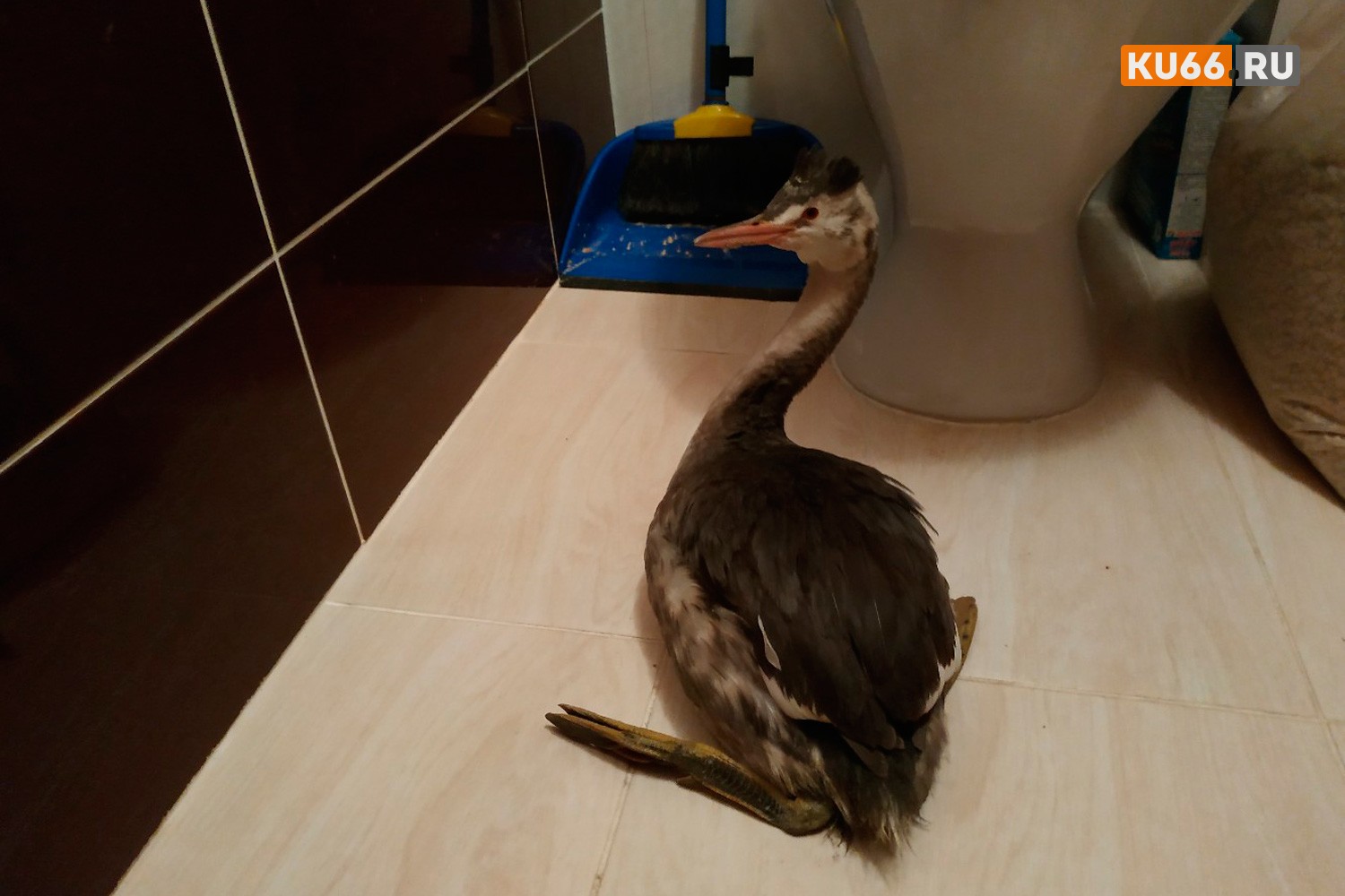 «Большая поганка» с сюрпризом: жительница Каменска нашла на мусорке уникальную лесную птицу, но не ужилась с ней и сдала в спецприют