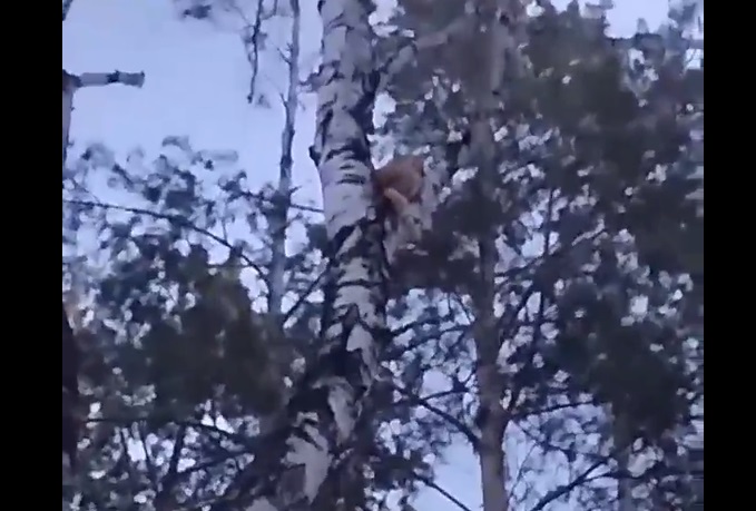 В Каменске-Уральском спасли котёнка, застрявшего на дереве В Каменске-Уральском спасли котёнка, застрявшего на дереве