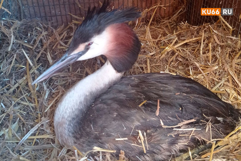 Птичий базар: теперь всех птиц, найденных в Каменске и окрестностях, несут к неравнодушной женщине. На днях здесь новое пернатое пополнение