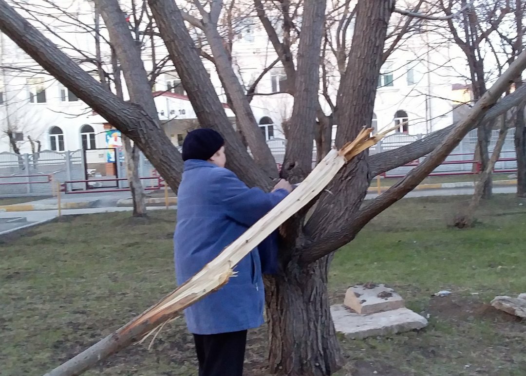 Ее пример - другим наука! Жительница Каменска-Уральского взяла в руки ножовку, спилила кем-то варварски сломанные ветви в сквере на Тевосяна
