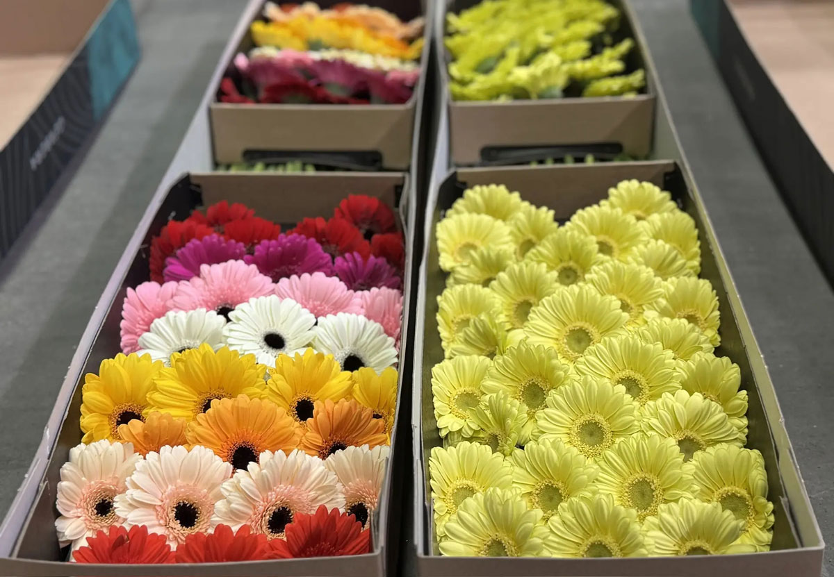 Более 8 млн цветов импортировали на Урал перед 8 Марта | На Урал к 8 Марта завезли более 8 миллионов цветов