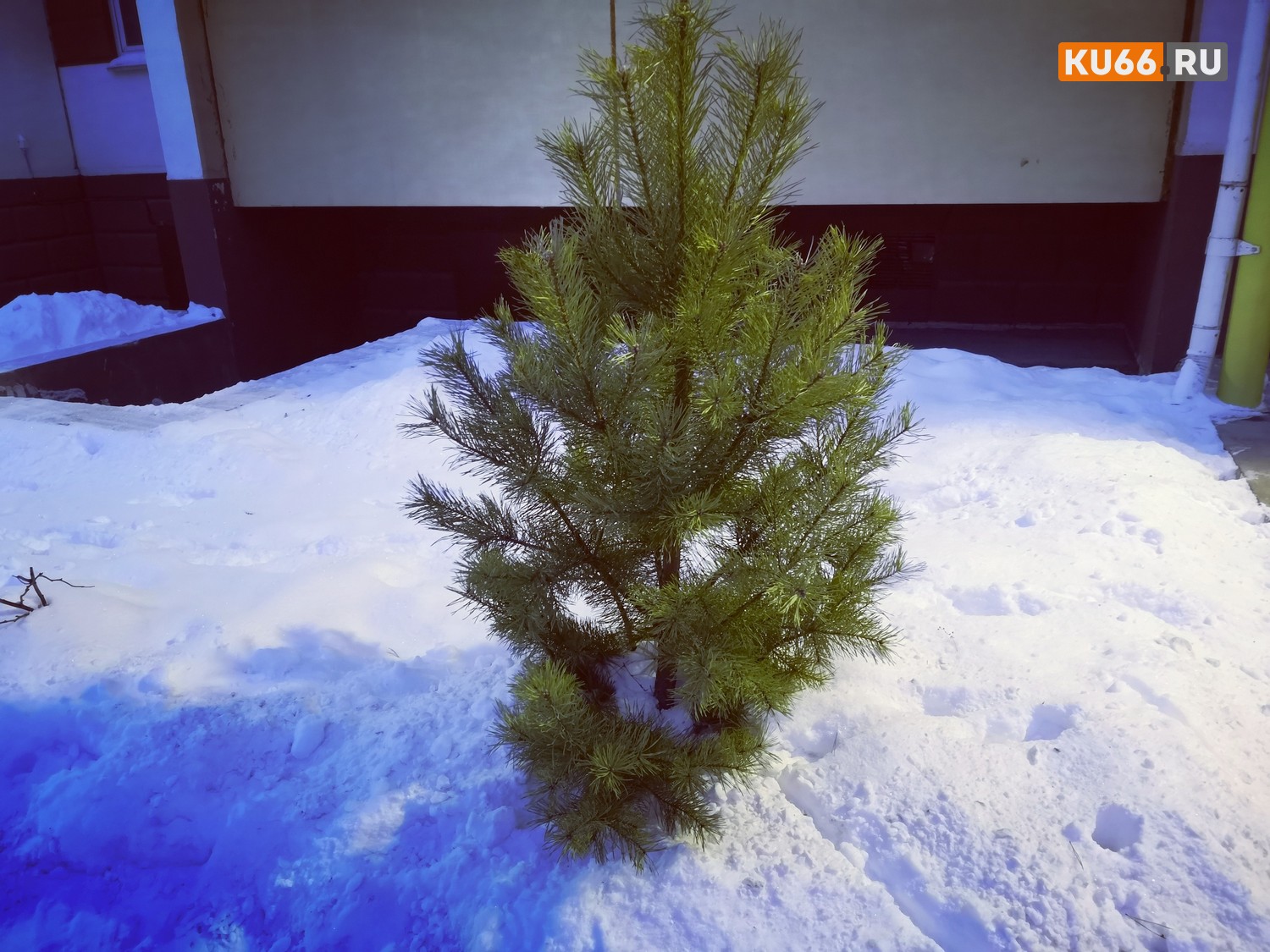 Живые елки, которые каменцы выбрасывают после новогодних праздников, коммунальщики вывезут на полигон и переработают в щепу