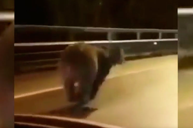 Медведь «забыл» впасть в спячку и побежал искать ее на Красную Поляну: видео