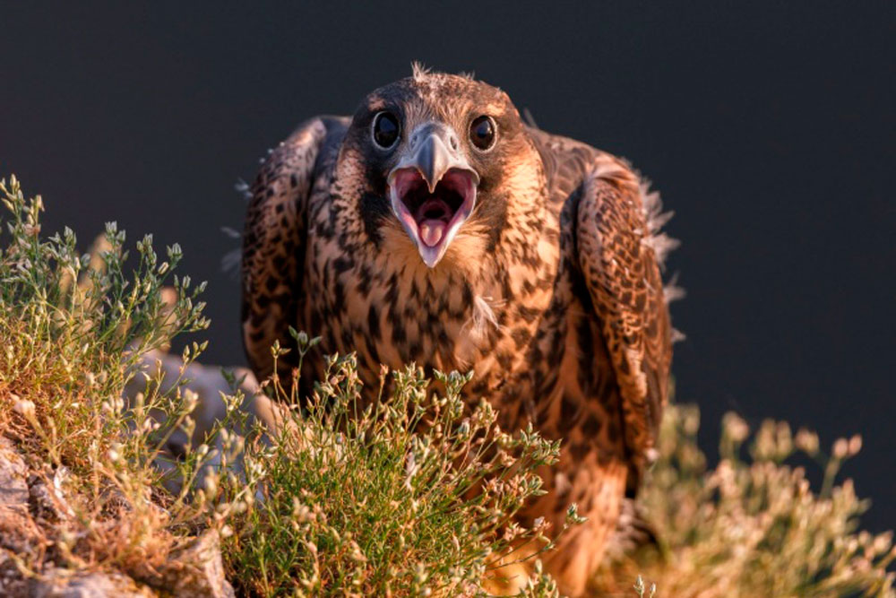 Заслуженная победа: за снимок сокола-сапсана, сделанный фотографом из Каменска-Уральского, проголосовало более тысячи свердловчан