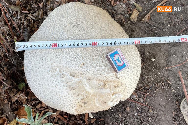 В Каменске-Уральском на садовом участке местная жительница нашла гигантский гриб