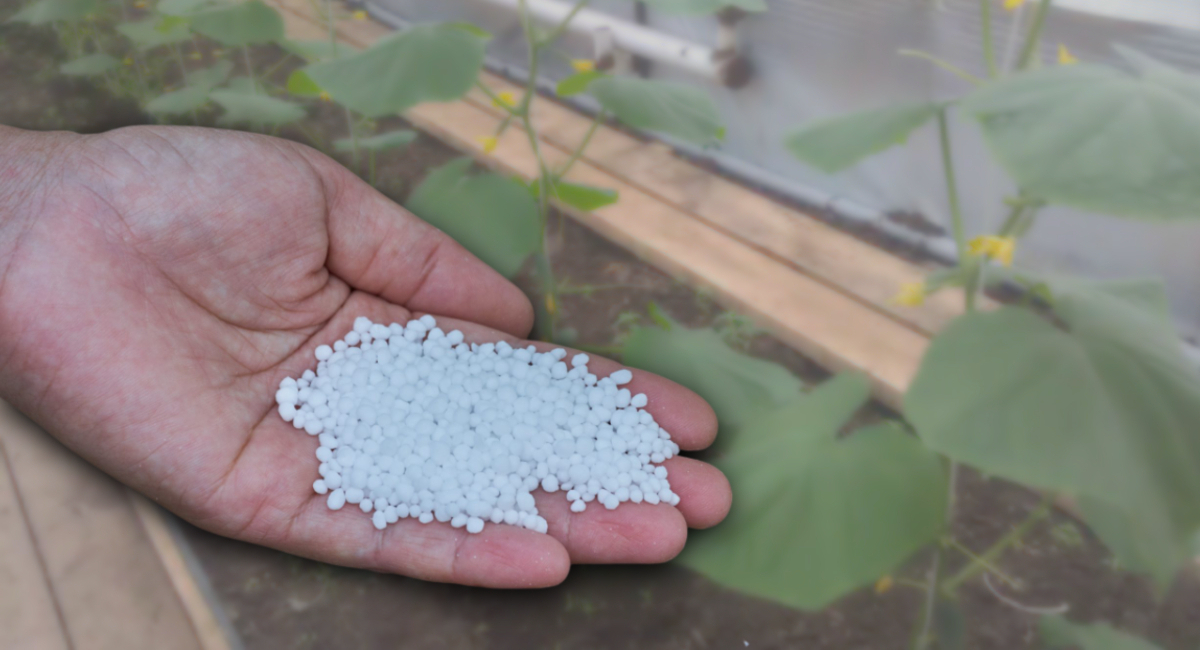 50 грамм на ведро воды — и огурцы плодоносят до октября: хрустят и пахнут, как с бабушкиной грядки