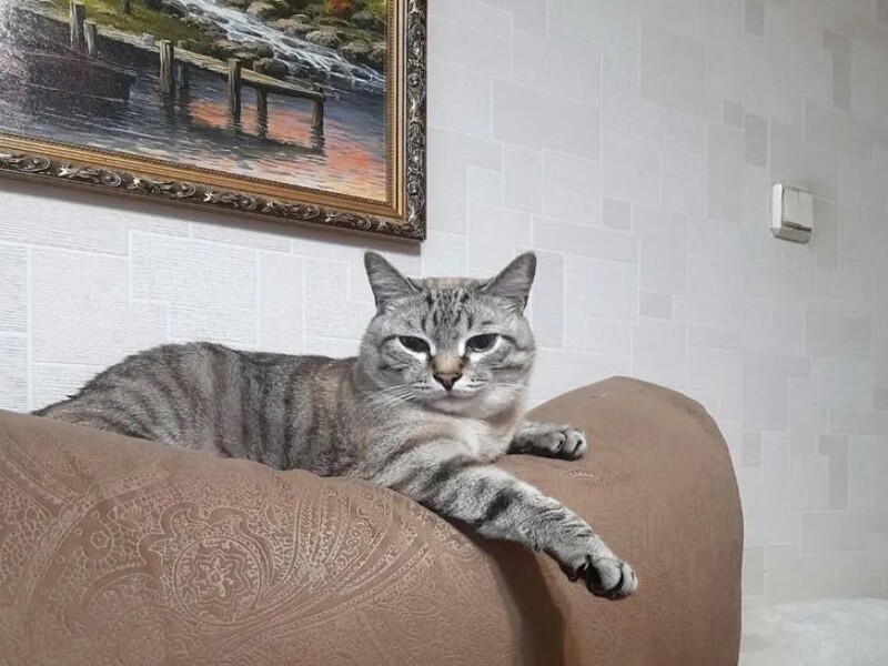 Пьет молоко альпийских коров: в Каменске-Уральском не могут продать кота-принца | На Урале не могут продать кота-принца королевских кровей за 500 тысяч рублей