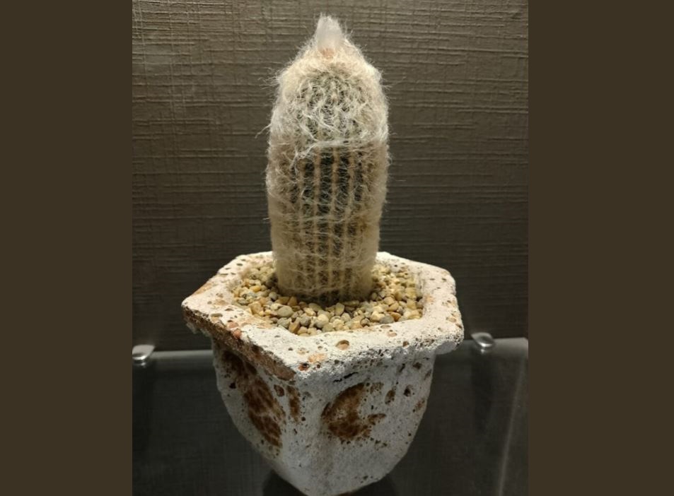 «Обезвредила кактус»: Преподавателю колледжа пришлось уволиться из-за фото цветка