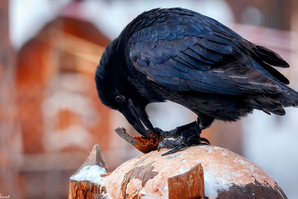 В Каменске-Уральском состоится орнитологическая прогулка