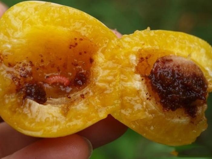 Россельхознадзор в Свердловской области обнаружил живых личинок восточной плодожорки в тоннах нектаринов из Узбекистана  | В Екатеринбурге нашли восточную плодожорку в 5 тоннах нектаринов из Узбекистана