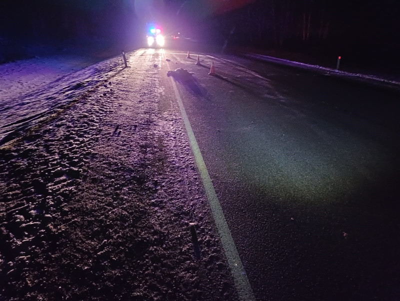 В Каменске ГИБДД ищет очевидцев наезда на косулю