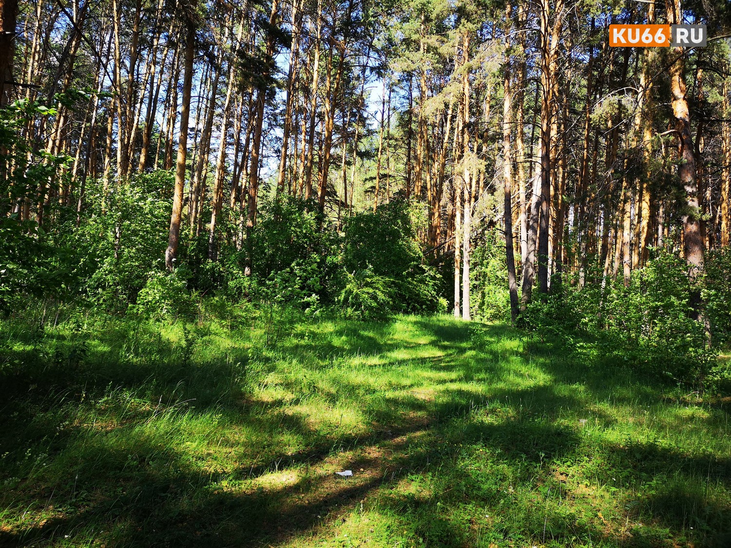 А был ли мишка? В Каменске-Уральском обсуждают дикого зверя, якобы гулявшего по улицам. «Некогда было спросить, цирковой он или нет»