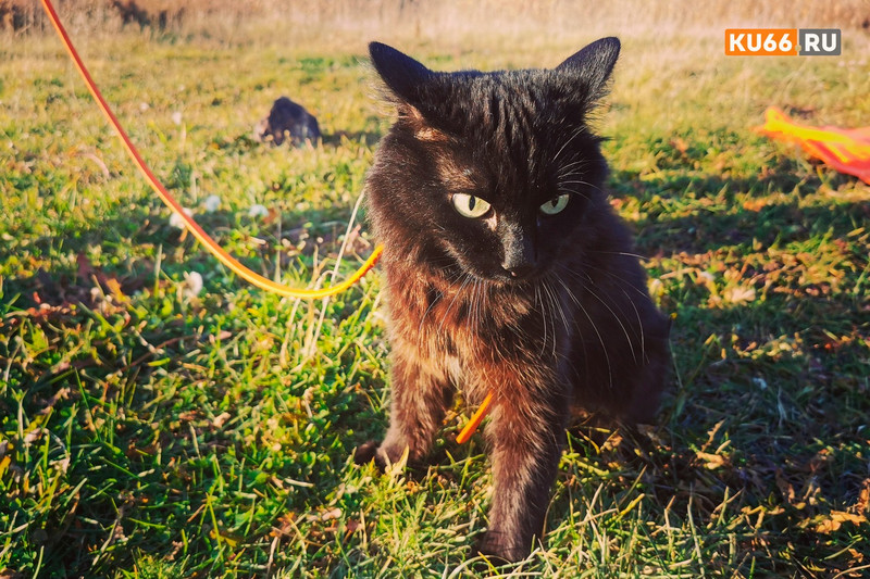 Как мужчину с котом, которого он вез к ветеринару в Каменске-Уральском, в автобусе маршрута № 16 все норовили усадить на место...