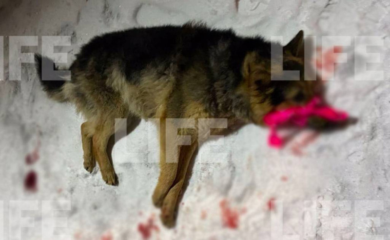 В Магнитогорске бездомную собаку выбросили с балкона многоэтажки. Живодёров ищет полиция