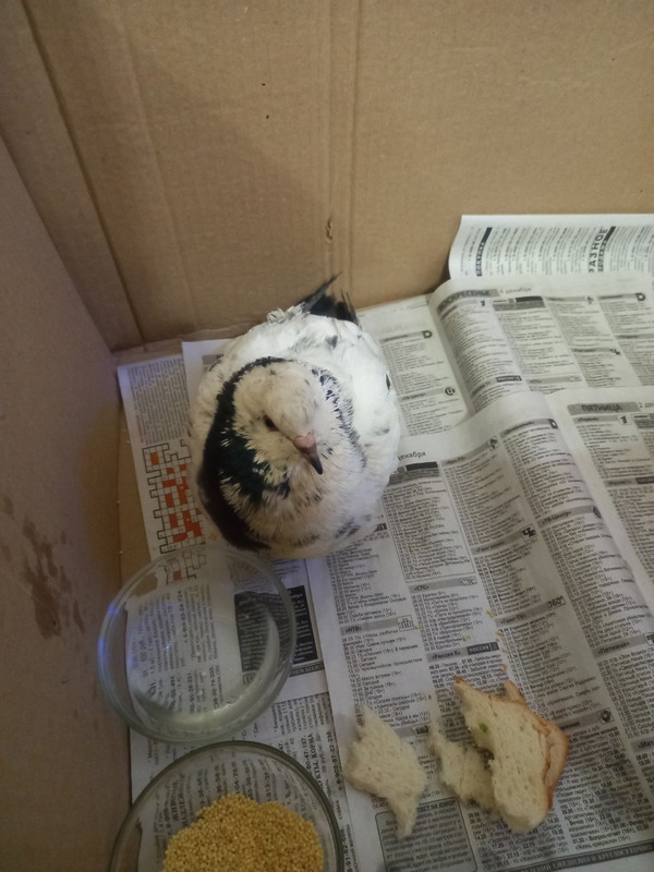 На дорожной трассе Каменска-Уральского нашли необычную птицу На дорожной трассе Каменска-Уральского нашли необычную птицу