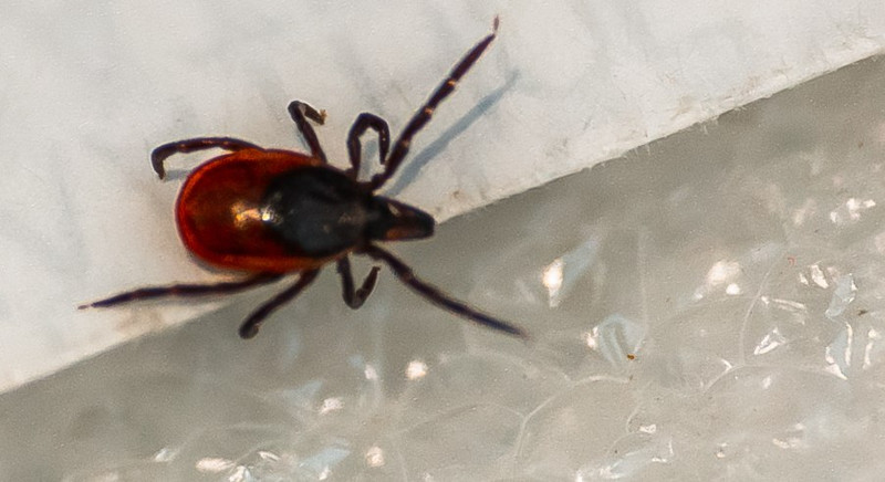 В Свердловской области снова проснулись клещи