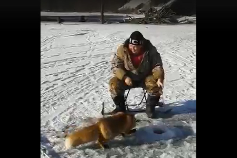 В Каменске-Уральском поселилась дикая лиса. ВИДЕО