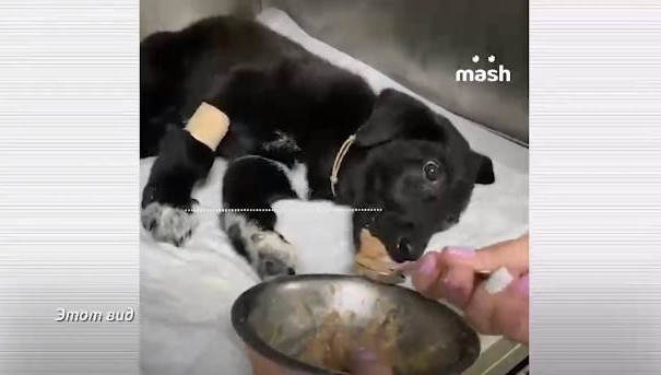 Живодерка в Сочи убивает щенков сыроедением, чтобы вывести новую породу