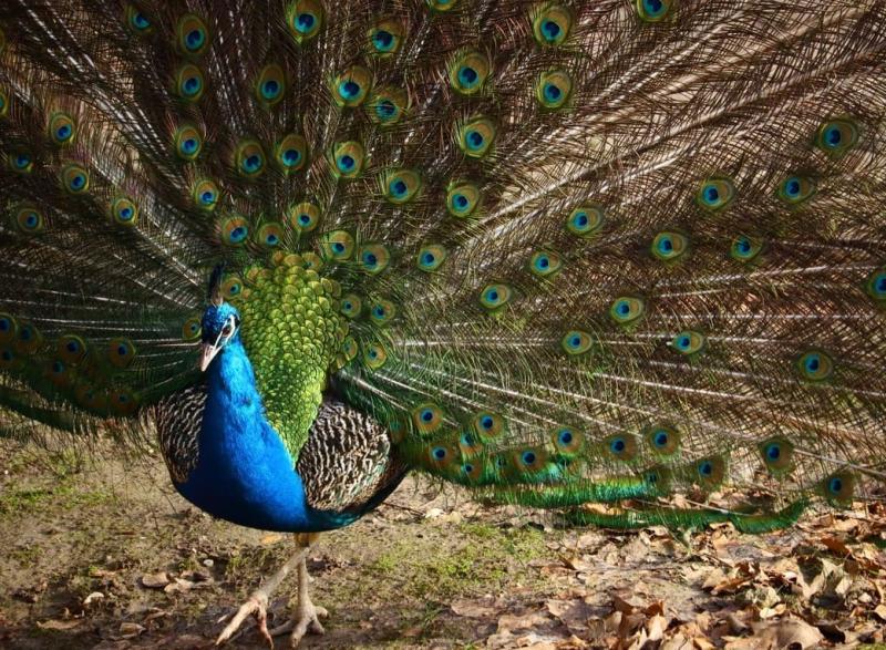 Уральская экзотика: под Екатеринбургом продают семью павлинов за 100 тысяч рублей | В Свердловской области продают семью павлинов за 100 тысяч рублей