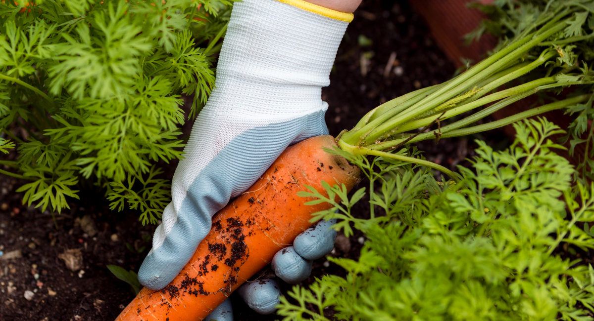 Теперь моя морковка всегда всходит рано: дедушка рассказал, что для этого нужно сделать - урожая стало в 3 раза больше